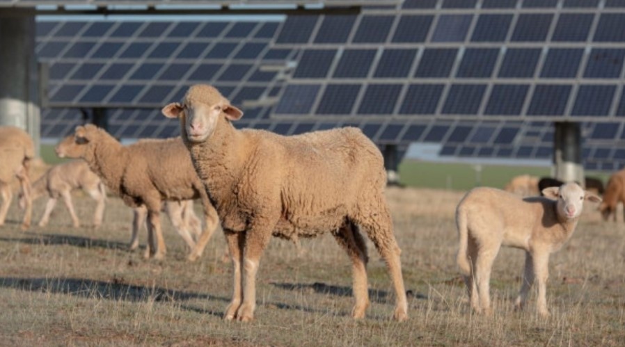 Колкото и странно да звучи Volkswagen наистина нае на работа
